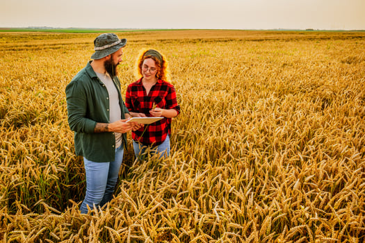 Family agricultural occupation. Man and woman are cultivating wheat. They are examining progress of plants. photo