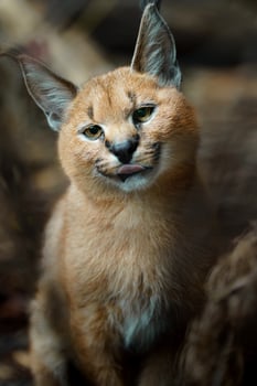 Portrait of Caracal in zoo photo