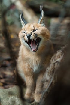 Portrait of Caracal in zoo photo
