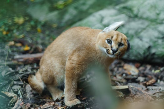 Portrait of Caracal in zoo photo