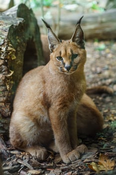 Portrait of Caracal in zoo photo