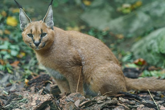 Portrait of Caracal in zoo photo