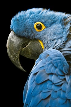 Portrait of Hyacinth macaw in zoo photo