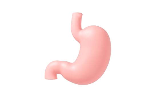 Human internal stomach anatomy, 3d rendering. photo