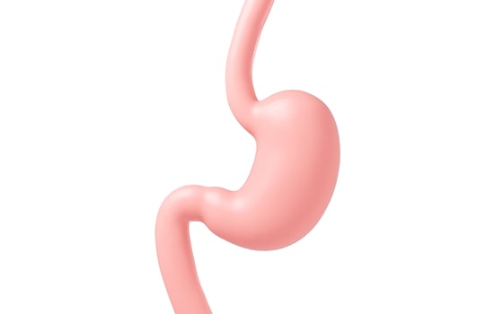 Human internal stomach anatomy, 3d rendering. photo