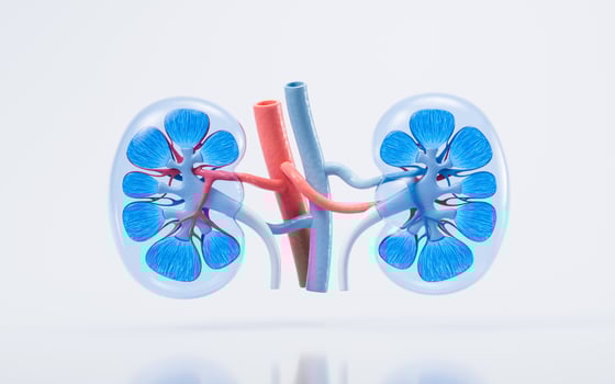 Kidney with biology and health care concept, 3d rendering. photo