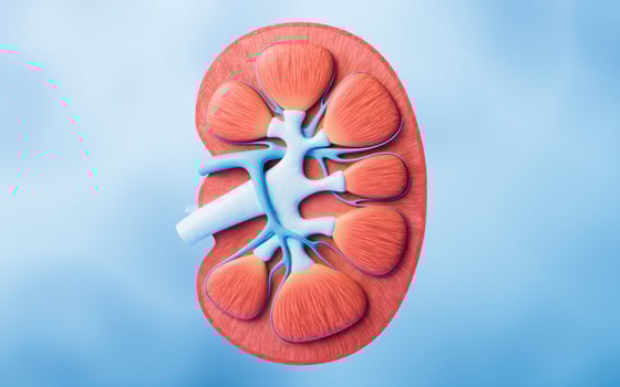 Kidney with biology and health care concept, 3d rendering. photo