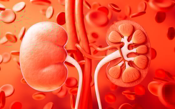 Kidney with biology and health care concept, 3d rendering. photo