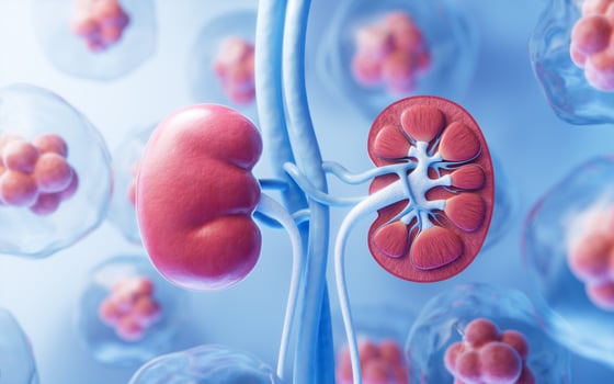 Kidney with biology and health care concept, 3d rendering. photo