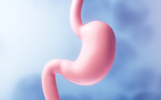Human stomach with blue background, 3d rendering. photo