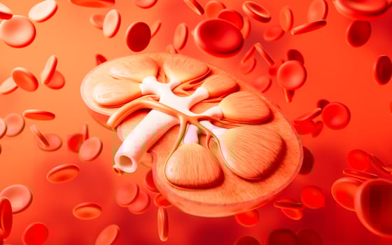 Kidney with biology and health care concept, 3d rendering. photo
