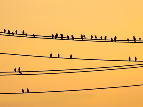 Mynas birds sitting on wires and sunset sky photo
