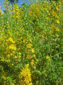 The thistle flowers a source of beauty photo