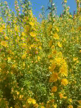 Thistle in bloom a sight to behold photo