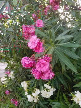 A pink oleander flower is blooming photo