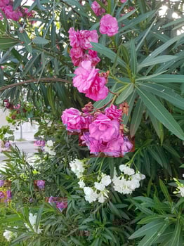 Lovely bright maginta oleander flowers photo