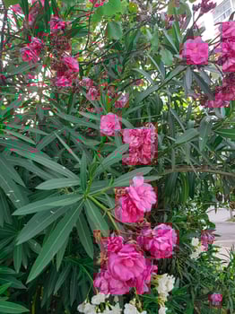 Bright beautiful rose oleander flowers photo