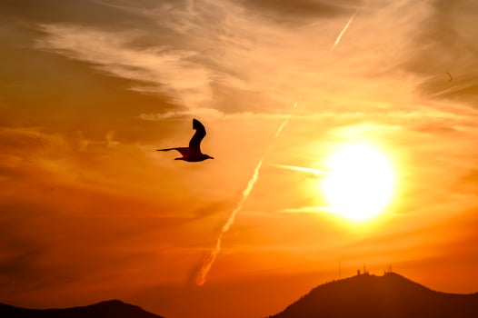 A bird flying in the sky at sunset near the sun disc. photo