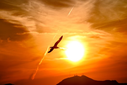 A bird flying in the sky at sunset near the sun disc. photo