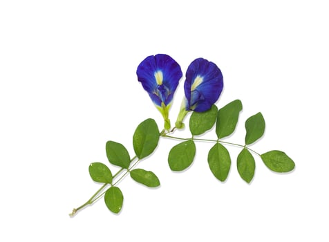 Blue Butterfly Pea Flower isolated on white background photo