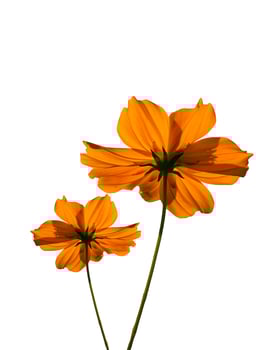 Orange cosmos flower photo