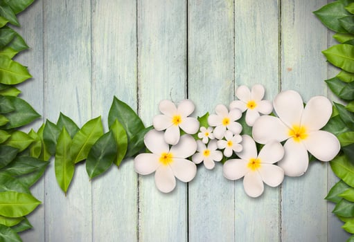 White plumeria flower on wood background photo