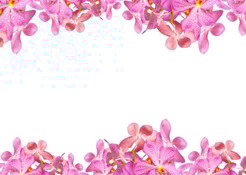 Orchid flowers border photo
