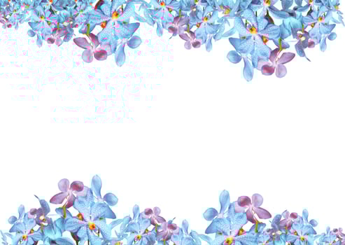 Orchid flowers border photo