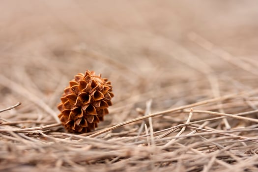 A dry pine cone rests on brown grass and soil in natural daylight. Rustic and earthy composition perfect for autumn, nature, environment, and seasonal design concepts. photo