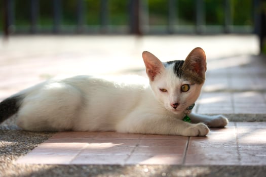 Domestic cat lying on a warm brick floor, relaxed posture and gentle eyes capturing a peaceful pet moment in natural light, ideal for lifestyle and animal care themes. photo
