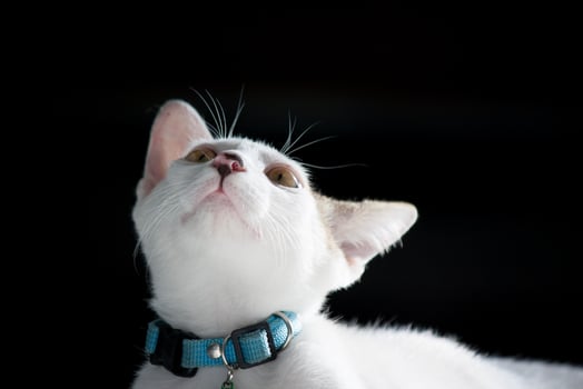 Adorable cat gazing upward with wide curious eyes, clean minimal background emphasizes expression and detail, ideal for education, care tips, and lifestyle editorial use. photo