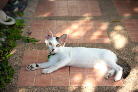White cat resting on a sunlit brick floor, calm expression and soft fur textures, cozy outdoor portrait suited for home life, relaxation, and pet care narratives. photo