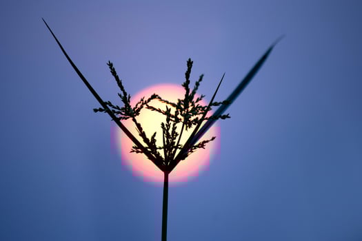 Delicate flower silhouette set against a glowing sunset sky, warm golden light and serene mood, perfect for romance, mindfulness, nature themes, and inspirational editorial concepts. photo