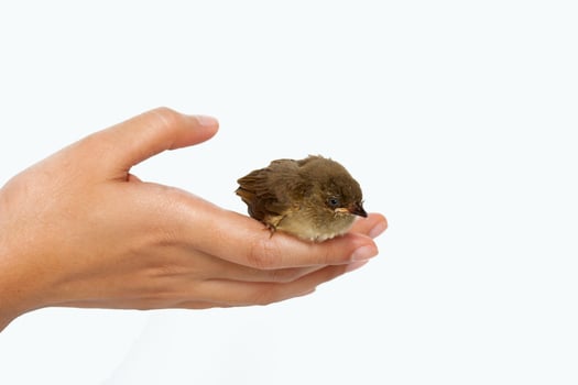 A small bird sitting on a person's hand photo