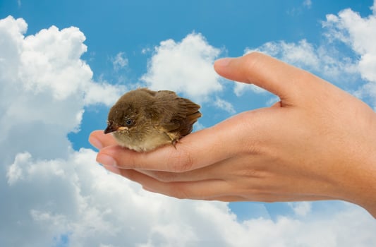 A small bird sitting on a person's hand photo