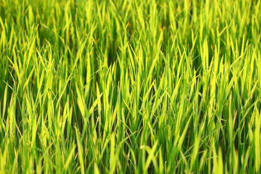A close up of a green field of grass photo