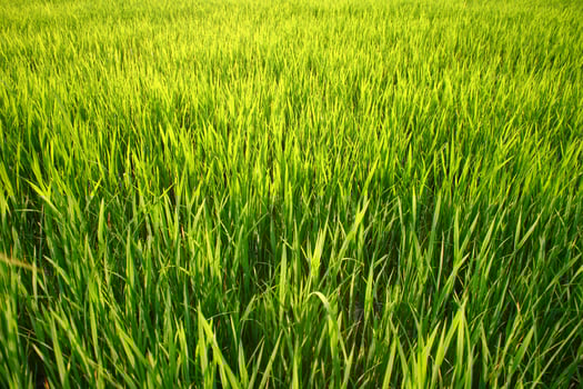 Green rice field with sunlight on it photo