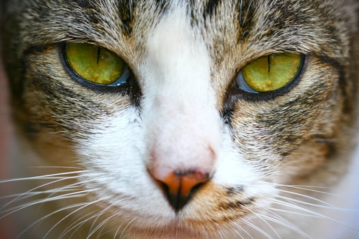 A close up of a cat's face photo
