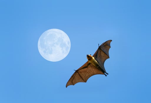 Flying fox bat photo