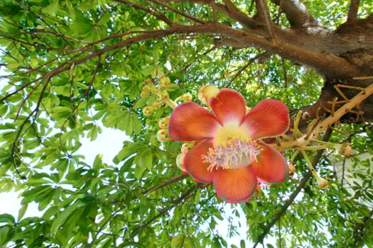 A flower on a tree photo