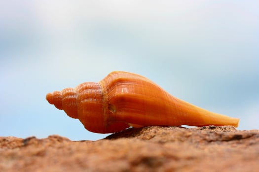 A shell is sitting on top of a rock photo