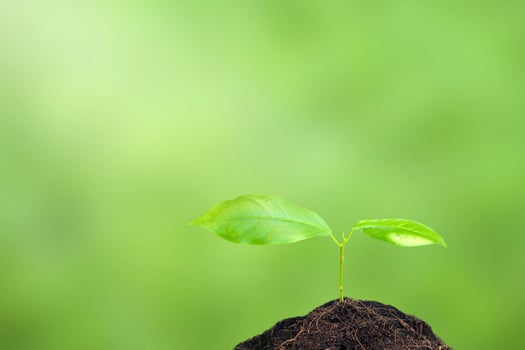 Green plant sprout in soil on green background photo