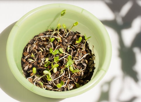 Sunflower plant sprouts germinating in soil photo
