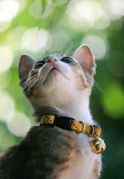 A cat wearing a collar photo