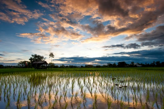 A rice field with a sunset behind it photo