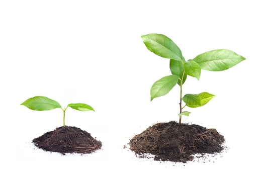 Two plants growing from the ground, one is a young plant and the other is a mature plant photo