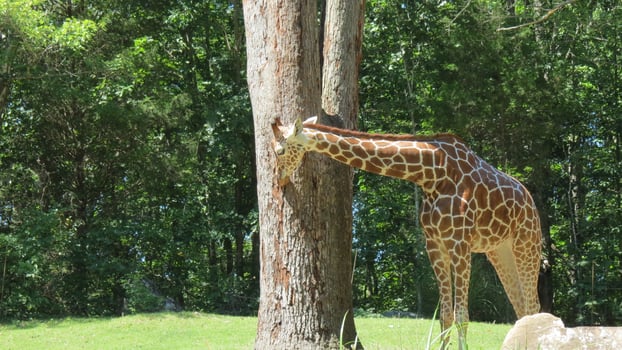 Wildlife Zoo Safari wild animals photo