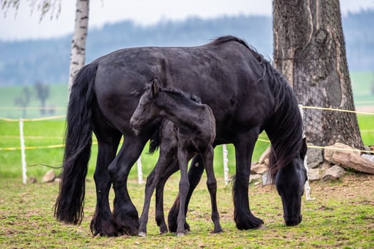 Black mare and foal in the pasture. photo