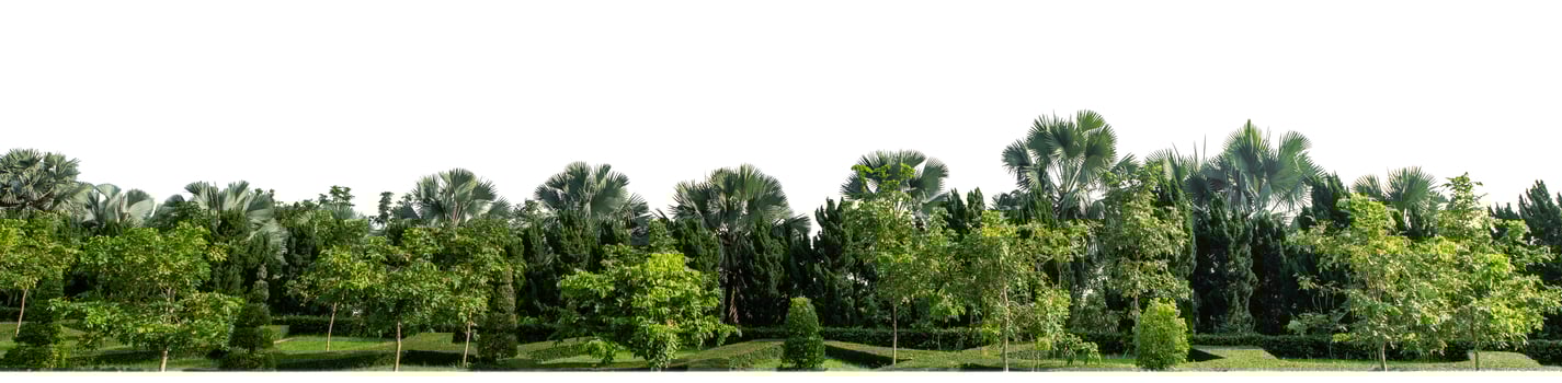 Green Trees isolated on white background.are Forest and foliage in summer for both printing and web pages with cut path and alpha channel. photo