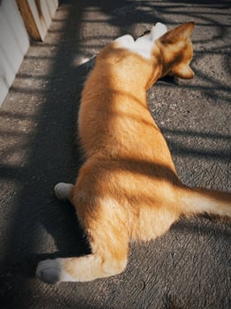 The cat is taking a nap photo